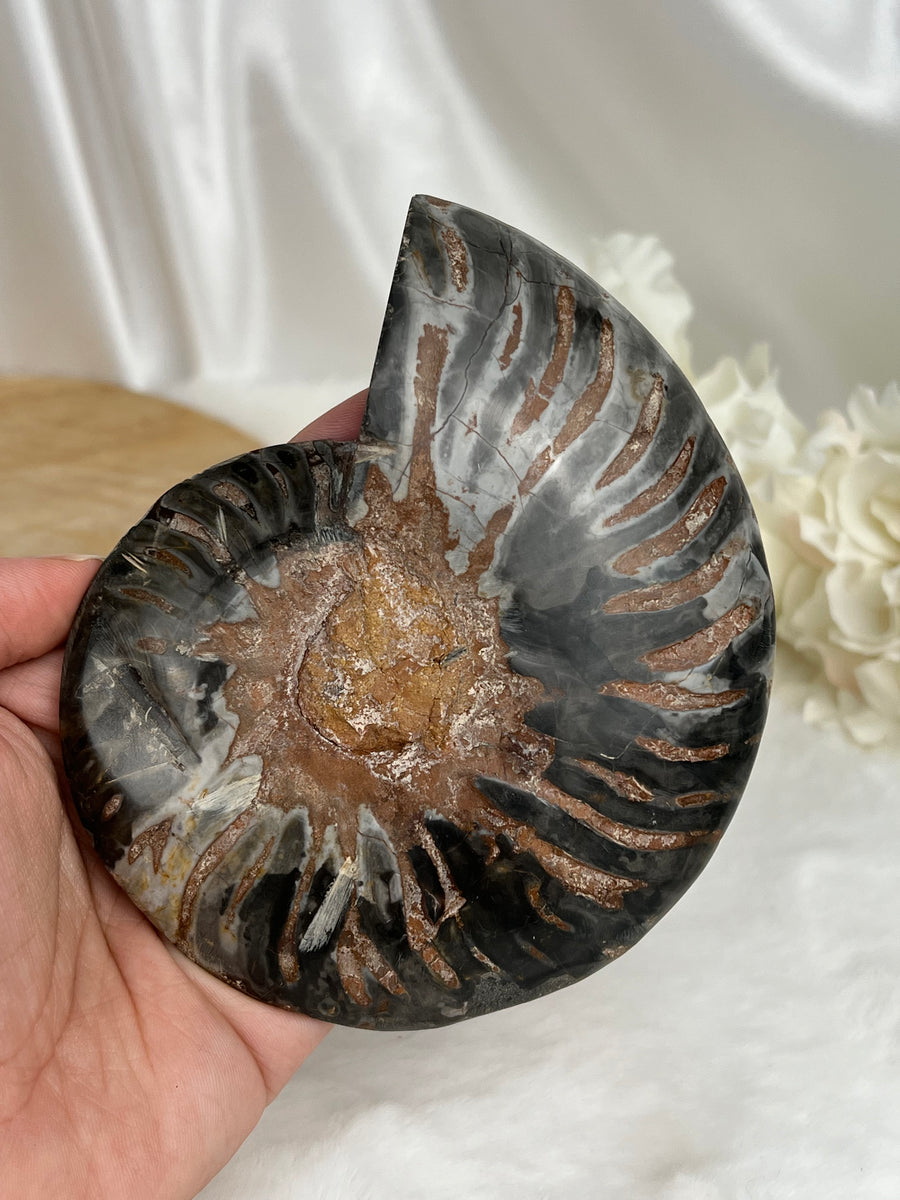Ammonite Z25